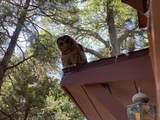 667 Dogwood Cyn - Photo 54