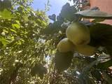 2925 Lemon Street - Photo 33