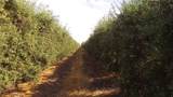 0 Cottonwood - Photo 4