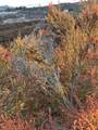50 Sable - Photo 5