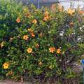 32302 Alipaz - Photo 41