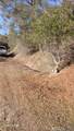 37 Lynx - Photo 56