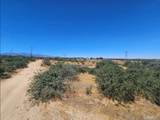 0 Cactus - Photo 8