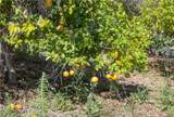 38623 Martin Ranch Road - Photo 9