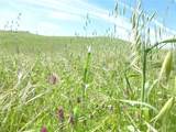 0 Douglas Rd. (Lot 43) - Photo 16