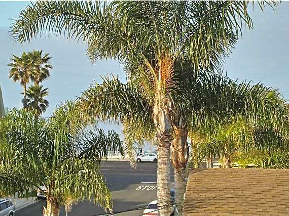 166 N Walnut Avenue, Carlsbad, CA 92008 (#120049303) :: The Marelly Group | Realty One Group