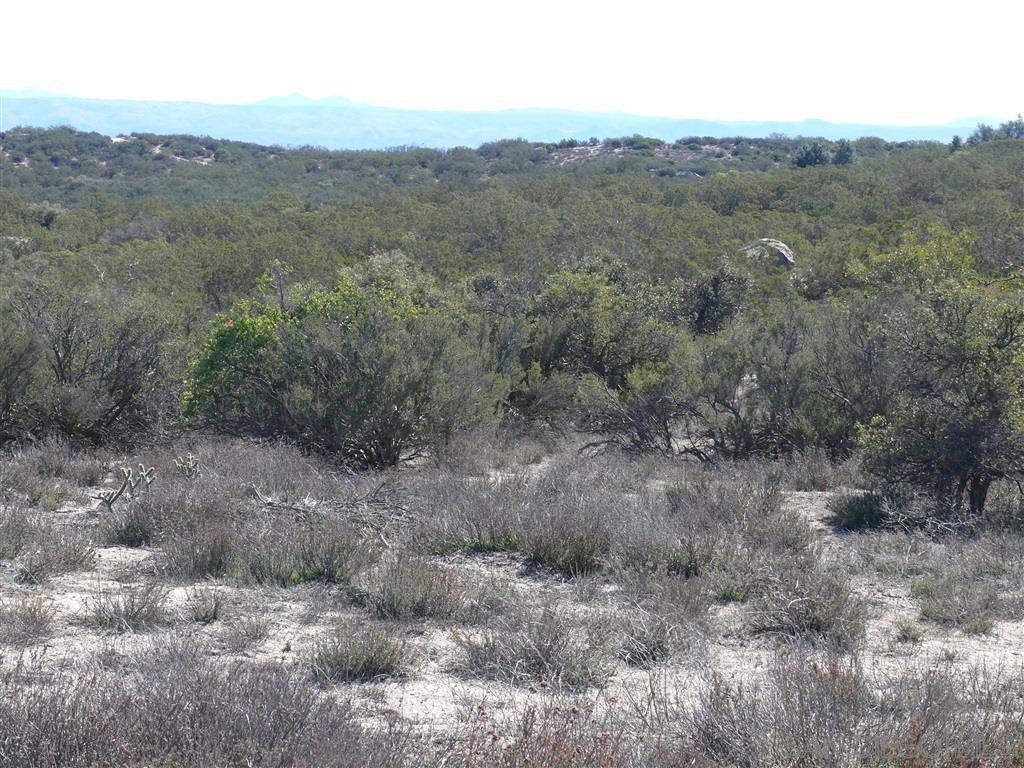 HWY 94 Boulevard - Photo 1