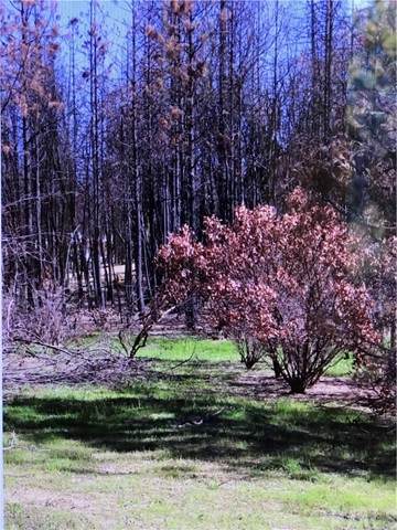 19 Coyote - Photo 1