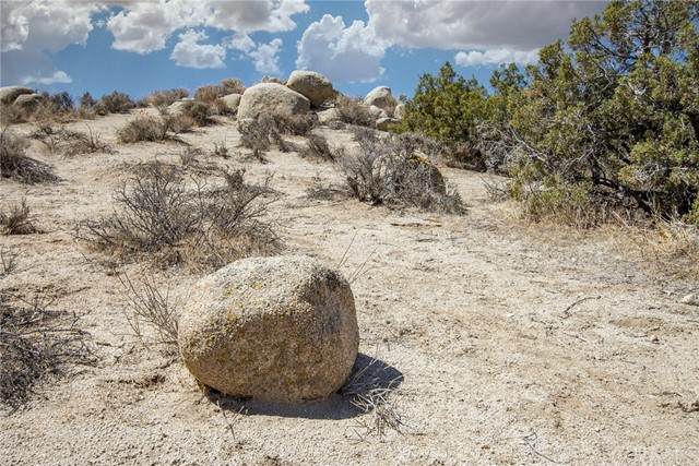 56765 Sable - Photo 1