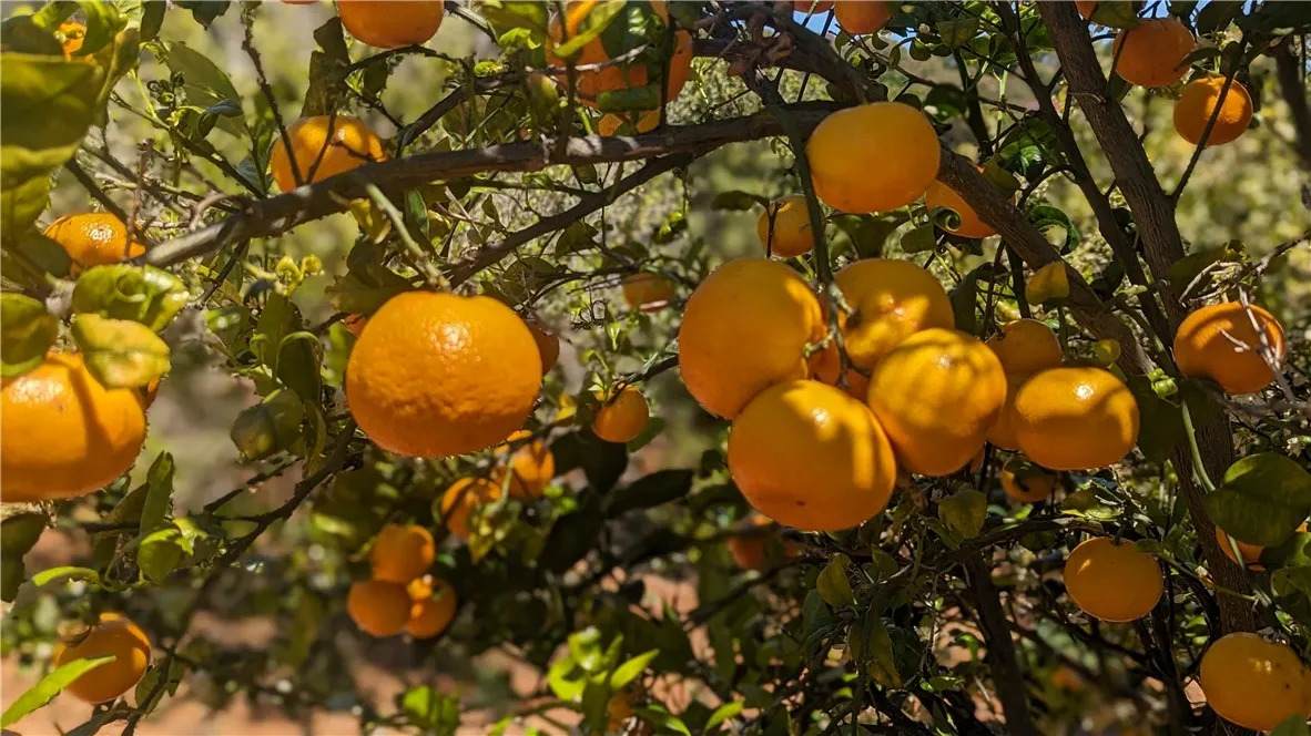 27 Via Escalon - Photo 1