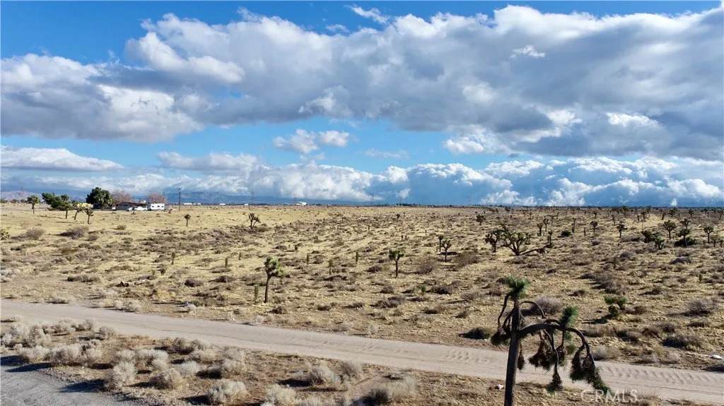 0 Eucalyptus - Photo 1