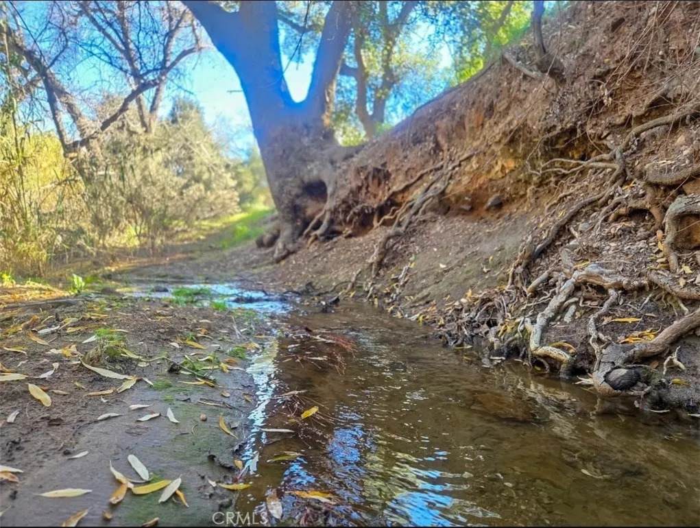 24484 Olive - Photo 1