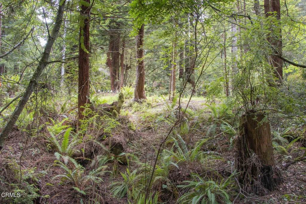 32100 Forest - Photo 1