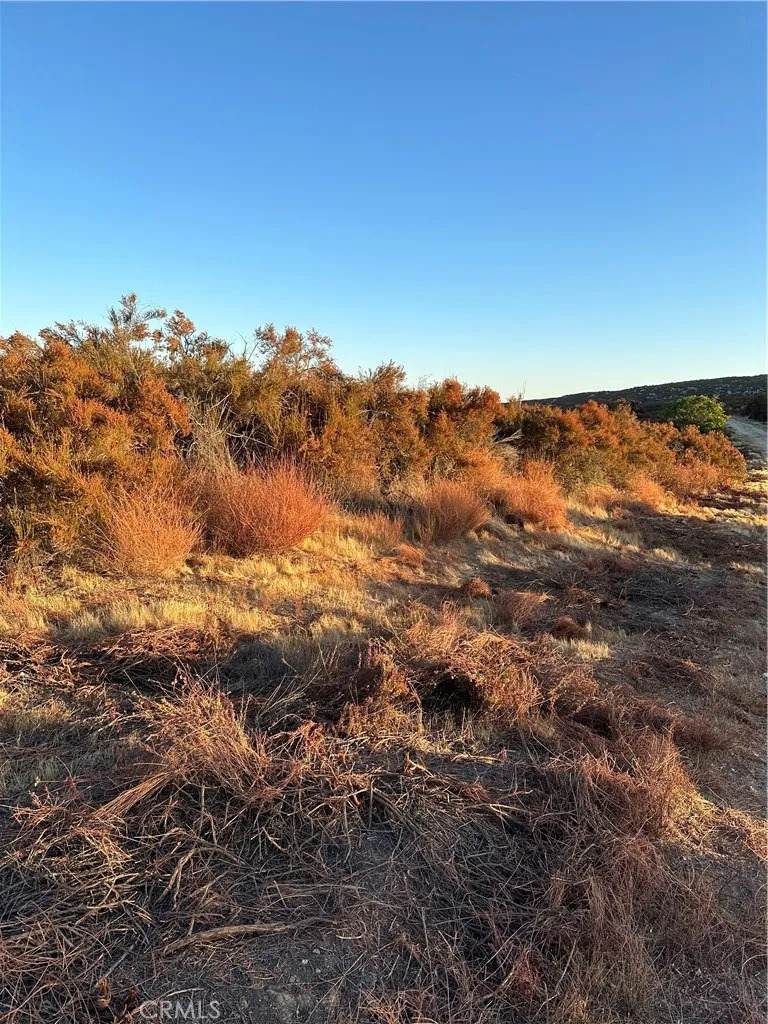 50 Sable - Photo 1