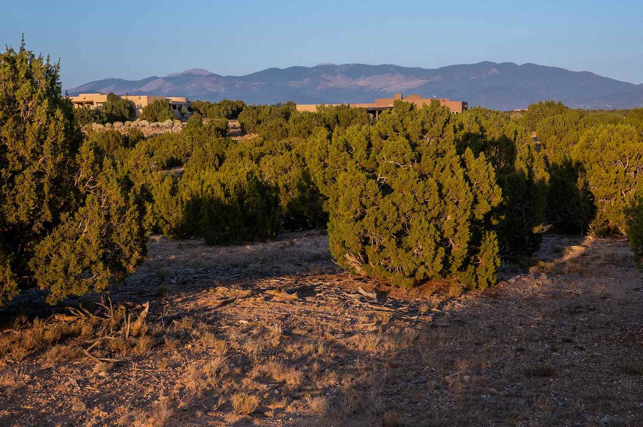 21 Rabbitbrush - Photo 1