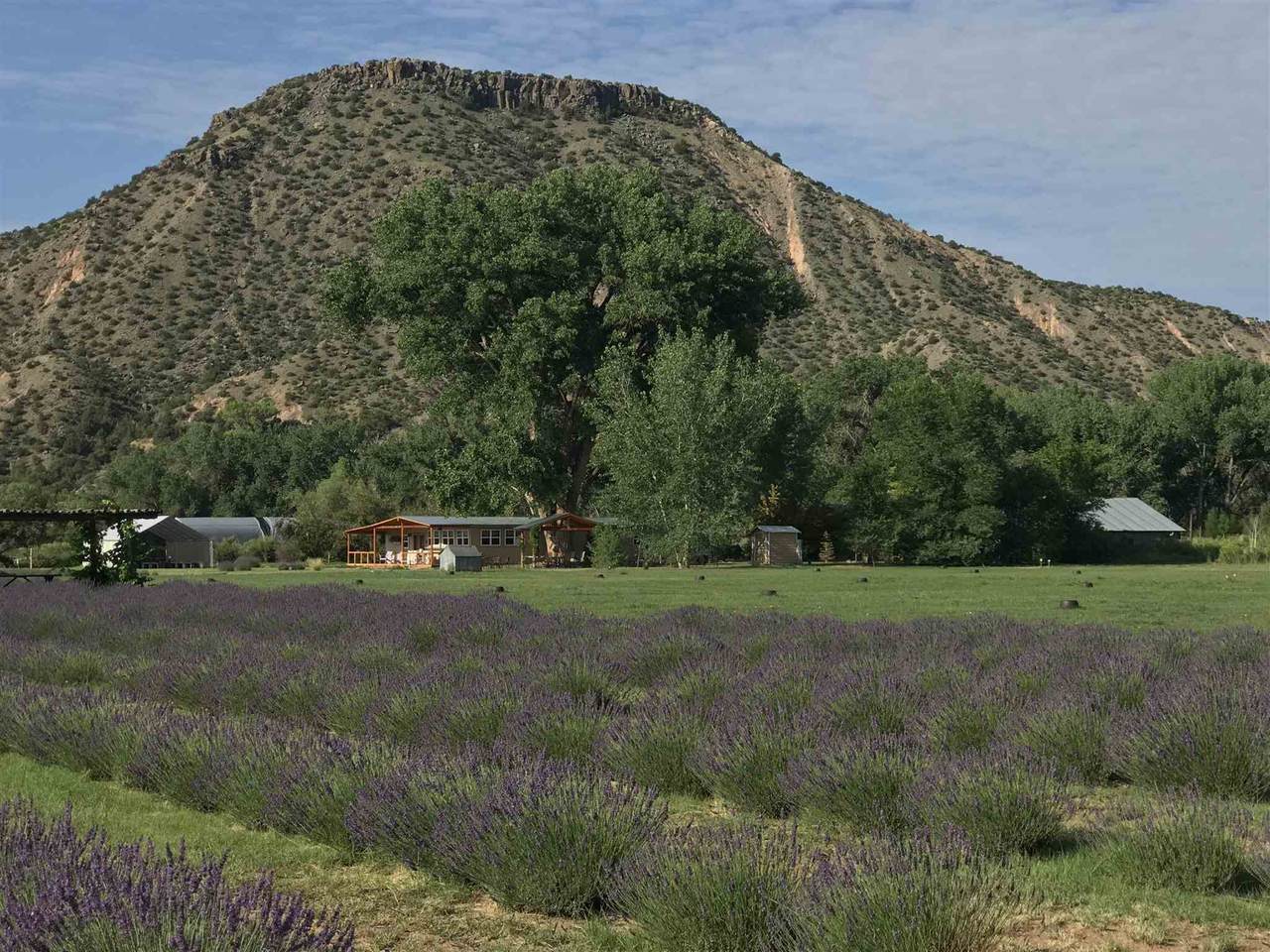 PURPLE Adobe Lavender Farm - Photo 1