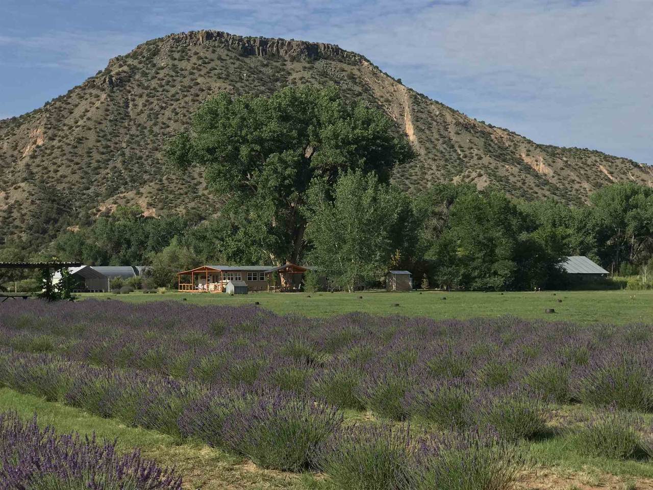 Adobe Lavender Farm - Photo 1