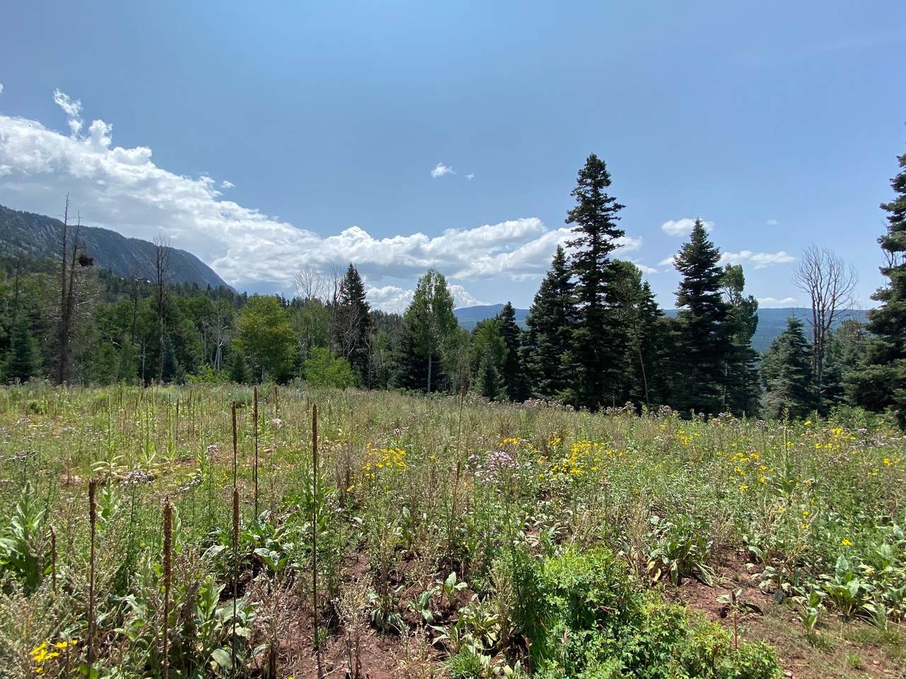 0 Aspen Bluff #5 - Photo 1