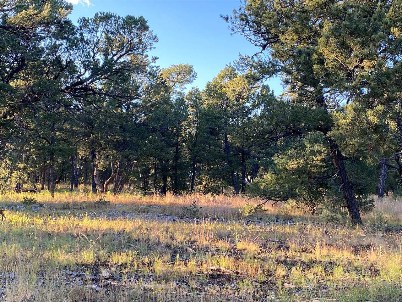 47 Silver Feather Trail - Photo 1