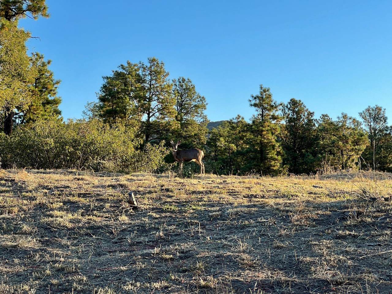 4226 Alabama Avenue - Photo 1