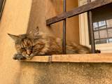 1090 Chemin Daou Ribas - Photo 48