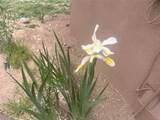 223 Lupita - Photo 41