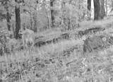 Rancho San Ignacio - Photo 41