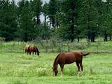 Rancho San Ignacio - Photo 6