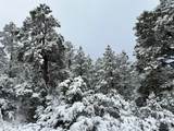 51 Old Forest Trail - Photo 29