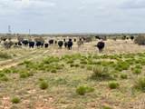 Martinez Pintada Ranch - Photo 22