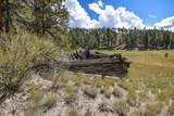 27.5 Acres Jemez Mountains Forest Rd 10 - Photo 31