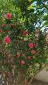 47 Private Drive 1521 - Photo 47