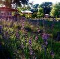 PURPLE ADOBE LAVENDE Farm 25 Private Drive  1622 - Photo 21