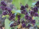 PURPLE ADOBE LAVENDE Farm 25 Private Drive  1622 - Photo 45