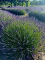 PURPLE ADOBE LAVENDE Farm 25 Private Drive  1622 - Photo 9
