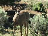 26 and 24 Sierra Del Sol - Photo 50