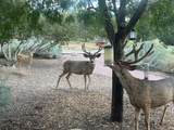 26 and 24 Sierra Del Sol - Photo 51