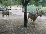 26 and 24 Sierra Del Sol - Photo 52