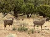 26 and 24 Sierra Del Sol - Photo 53