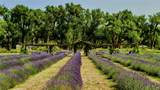 PURPLE ADOBE LAVENDE Farm 25 Private Drive  1622 - Photo 3