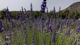 PURPLE ADOBE LAVENDE Farm 25 Private Drive  1622 - Photo 8