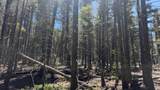 43.9 Acres Sawyer Mesa Road - Photo 10