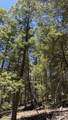 43.9 Acres Sawyer Mesa Road - Photo 12
