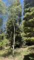 43.9 Acres Sawyer Mesa Road - Photo 3