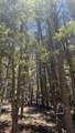 43.9 Acres Sawyer Mesa Road - Photo 5
