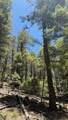 43.9 Acres Sawyer Mesa Road - Photo 6