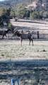 66 Elk Trail - Photo 21