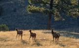 66 Elk Trail - Photo 25