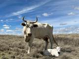 Pitchfork Ranch - Photo 17
