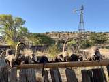 Pitchfork Ranch - Photo 9